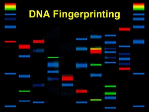 DNA fingerprinting can match an unknown sample of DNA to a known sample but it cannot re-create an image of an individual. - via Scientific America