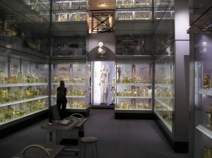 Charles Byrne’s skeleton, on display at the Hunterian museum.