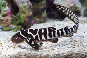 https://upload.wikimedia.org/wikipedia/commons/2/23/Zebra_Shark_Baby.jpeg