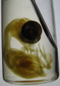 https://upload.wikimedia.org/wikipedia/commons/0/09/Chick_embryo_in_methyl_salicylate.jpg