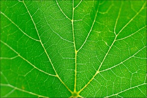 https://upload.wikimedia.org/wikipedia/commons/3/3c/Vine_leaf_-_Pinot_noir.jpg