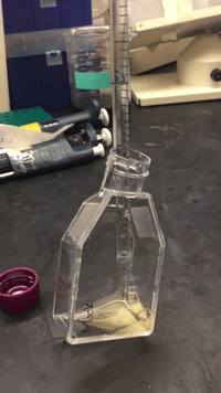 https://giphy.com/gifs/lab-cell-culture-9SWg8kLn9zgPe/