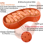 https://en.wikipedia.org/wiki/Mitochondrion