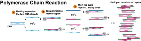 https://commons.wikimedia.org/wiki/File:Polymerase_chain_reaction.svg