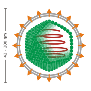 https://commons.wikimedia.org/wiki/File:Enveloped_icosahedral_virus.svg