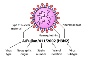 https://commons.wikimedia.org/wiki/File:InfluenzaNomenclatureDiagram.svg