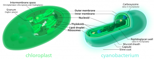 https://commons.wikimedia.org/wiki/File:Cyanobacterium-inline.svg