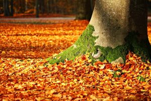 https://pixabay.com/en/fall-foliage-moss-tree-autumn-1913485/