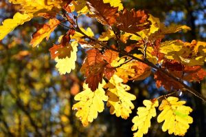 https://pixabay.com/en/leaves-deciduous-tree-oak-3786282/