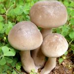 https://en.wikipedia.org/wiki/File:Mushroom_-_unidentified.jpg