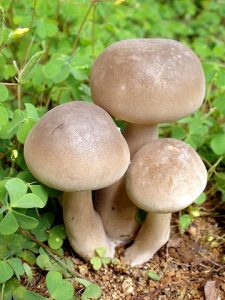 https://en.wikipedia.org/wiki/File:Mushroom_-_unidentified.jpg