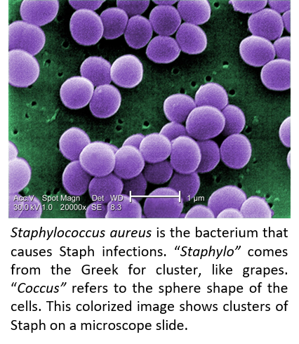 https://ca.wikipedia.org/wiki/Fitxer:Staphylococcus_aureus_VISA_2.jpg