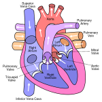 https://commons.wikimedia.org/wiki/File:Diagram_of_the_human_heart_(cropped).svg